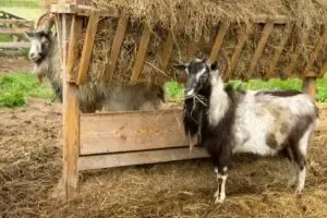 25 DIY Goat Hay Feeder Plans You Can Build Today