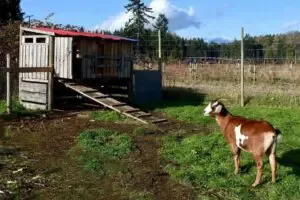 29 Free DIY Goat Shelter Plans