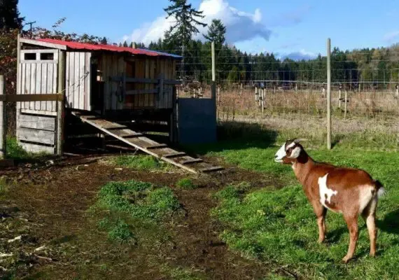 30 Free DIY Goat Shelter Plans