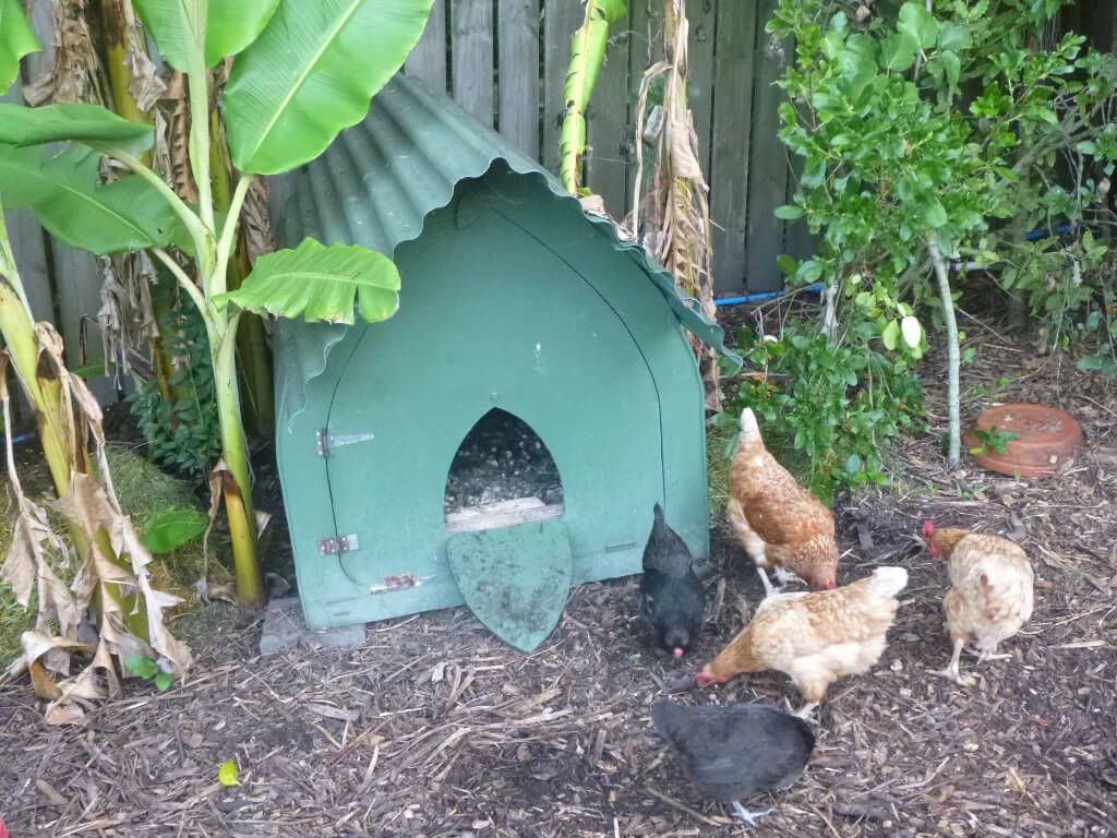 Build A Gothic Chicken Coop