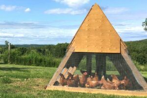 17 DIY A Frame Chicken Coop Plans and Ideas