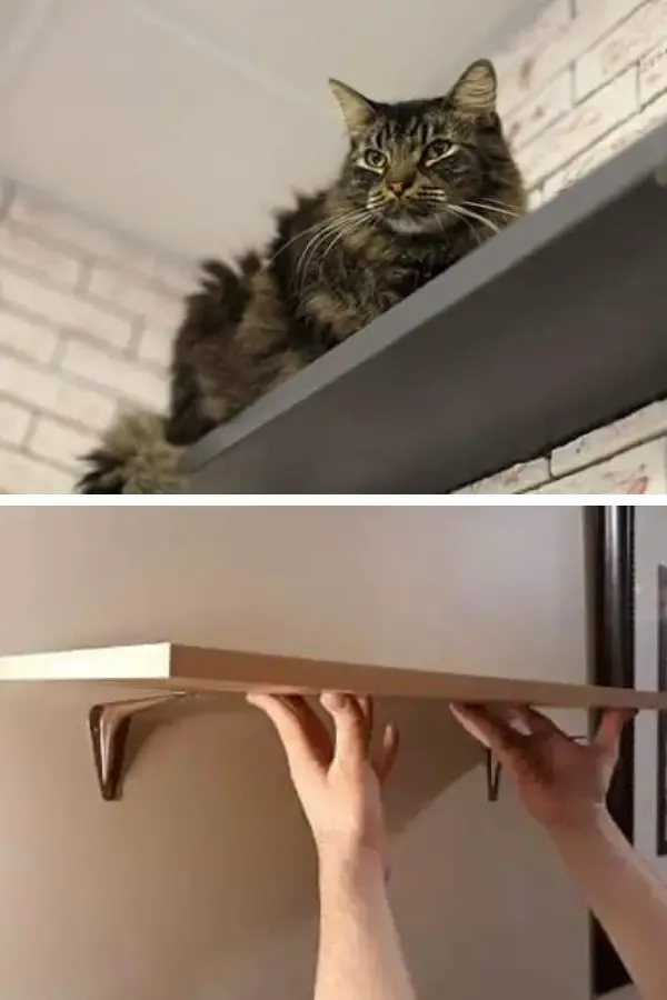 DIY Simple Cat Wall Shelves
