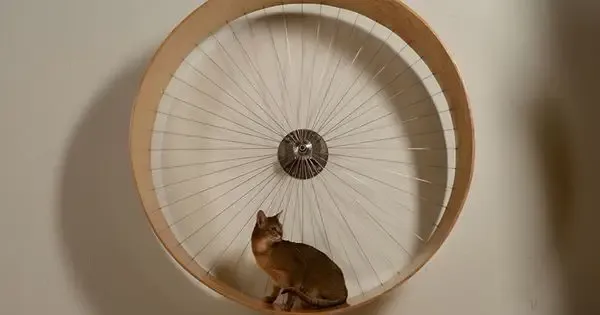 Free-Standing Plywood Spoke Cat Wheels