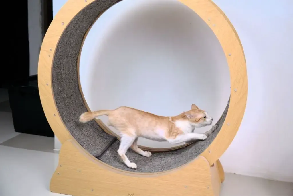 diy cat wheel